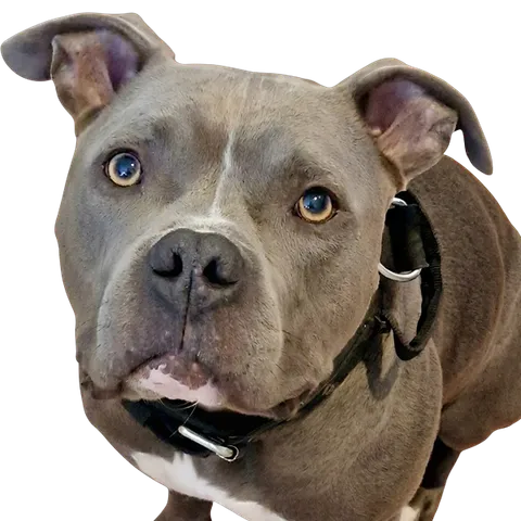 Office dog Junior, a grey dog