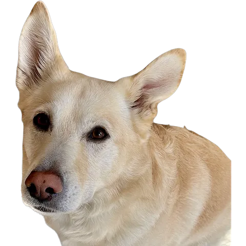 Office dog Nuri, a beige dog